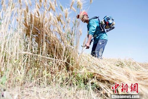 6月9日，在新疆喀什地區(qū)巴楚縣，當(dāng)?shù)剞r(nóng)民正在搶收夏糧。進(jìn)入6月，新疆1760萬畝小麥陸續(xù)開鐮收割。據(jù)悉，今年新疆糧食種植面積3406萬畝，其中小麥種植面積1760萬畝，預(yù)計(jì)小麥產(chǎn)量可達(dá)到660萬噸。<a target='_blank' href='http://www.chinanews.com/'>中新社</a>記者 王小軍 攝
