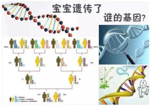 孩子的智商和相貌 更容易遺傳誰(shuí)？