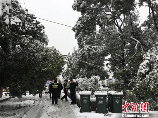 湖北十堰，積雪壓斷樹(shù)枝 劉英 攝