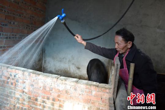 劉云富在清洗豬圈?！√K忠國 攝