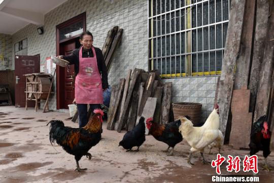 劉云富在喂養(yǎng)土雞?！√K忠國 攝