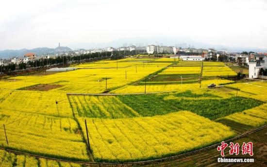 資料圖：江西省遂川縣枚江鎮(zhèn)盛開的油菜花撒滿大地。 李建平 攝