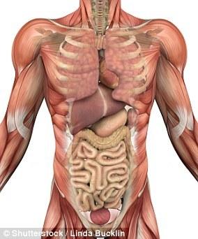 科學家發(fā)現(xiàn)人體新器官：遍布全身，充當內(nèi)置減震器