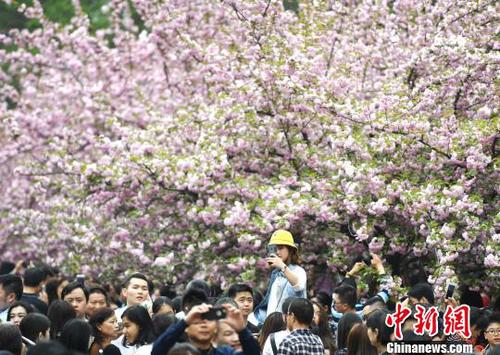 4月1日，中國科學(xué)技術(shù)大學(xué)校園內(nèi)的櫻花全面盛開，萬人涌入“櫻花大道”?！№n蘇原 攝