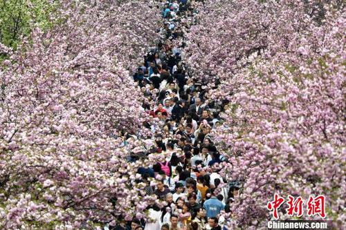 4月1日，中國科學(xué)技術(shù)大學(xué)校園內(nèi)的櫻花全面盛開，萬人涌入“櫻花大道”?！№n蘇原 攝