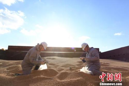 資料圖：遼寧大窯灣檢驗(yàn)檢疫局工作人員對進(jìn)口大豆進(jìn)行查驗(yàn)?！￠Z善友 攝