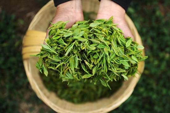 新茶需要退火！放一放再喝香氣更濃