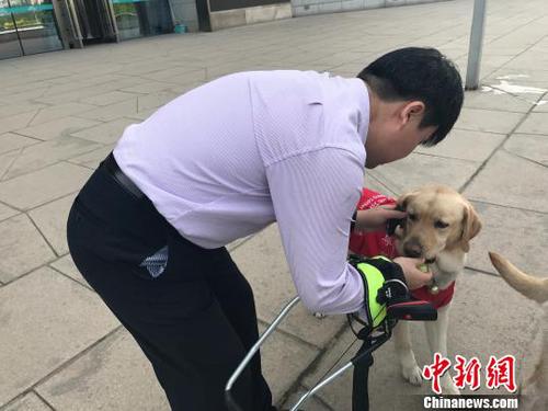 導(dǎo)盲犬的主人給其喂食物?！铎o 攝
