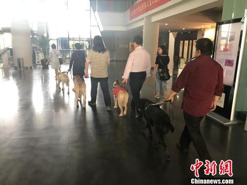 4位盲人在各自導(dǎo)盲犬的帶領(lǐng)下進(jìn)入公共場所。　楊靜 攝