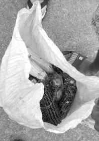湖南農大價值千萬科研玉米被偷 可能影響學生畢業(yè)