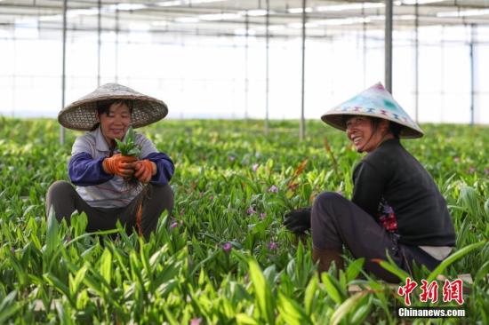 現(xiàn)代中藥材種植成為貴州丹寨農(nóng)村增收“新路子”。圖為3月14日，苗族婦女在白芨種植大棚內(nèi)勞作。賀俊怡 攝