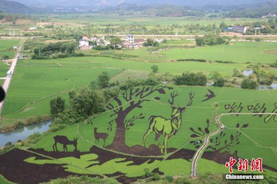 資料圖：廣西鹿寨縣通過創(chuàng)意農(nóng)業(yè)豐富傳統(tǒng)鄉(xiāng)村旅游，實現(xiàn)農(nóng)業(yè)高收益，促進農(nóng)民增加收入，圖為該縣種出的3D彩色水稻畫。林馨 攝

