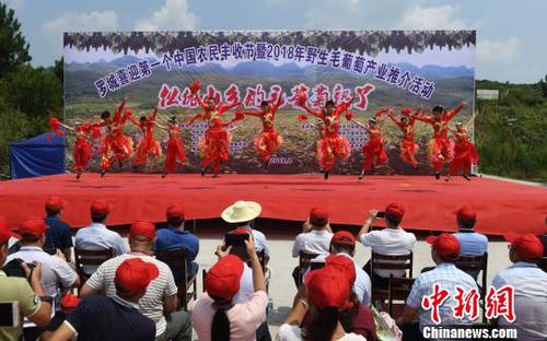 8月23日，羅城縣舉行喜迎第一個(gè)中國農(nóng)民豐收節(jié)暨2018年羅城野生毛葡萄產(chǎn)業(yè)推介活動(dòng)?！№f如代　攝