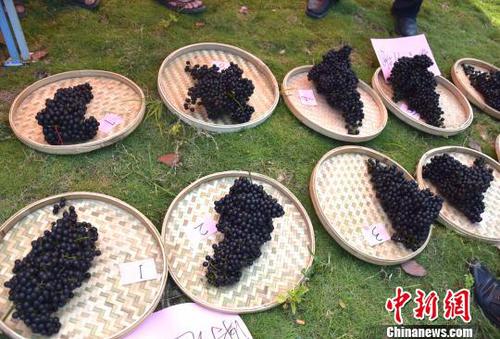 8月23日，羅城縣舉行毛葡萄鮮果單穗比賽?！?攝