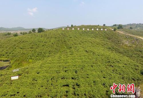 圖為羅城縣天霜毛葡萄基地一角?！№f如代 攝