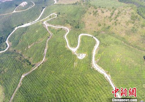 圖為羅城縣天霜毛葡萄基地一角。韋如代 攝
