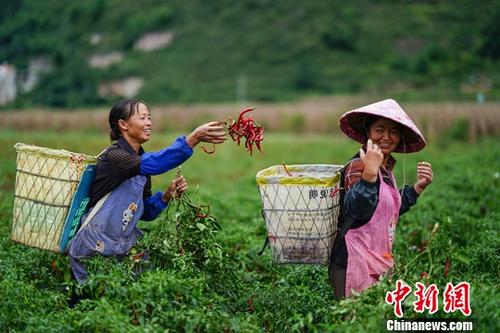 9月26日，貴州鎮(zhèn)寧扁擔(dān)山鎮(zhèn)蔬菜基地，菜農(nóng)在田間采摘辣椒。近日，正值貴州省鎮(zhèn)寧縣扁擔(dān)山鎮(zhèn)蔬菜基地各類蔬菜采摘上市時(shí)期，菜農(nóng)田間地頭采摘忙。<a target='_blank' href='http://www.chinanews.com/'>中新社</a>記者 賀俊怡 攝