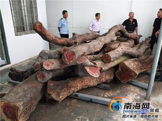 被整體公開掛牌轉(zhuǎn)讓的?？谑腥嗣窆珗@兩株花梨樹原木。(來源：海南產(chǎn)權(quán)交易網(wǎng))