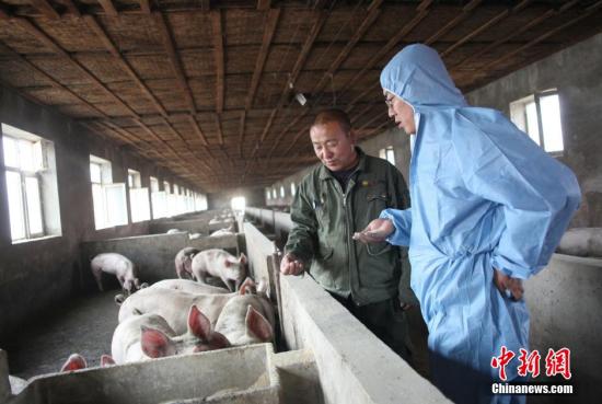 資料圖：生豬飼養(yǎng)。中新社發(fā) 楊可佳 攝