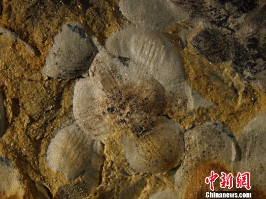 近看“南京花”標本，“花瓣”清晰可見?！∧瞎潘?供圖 攝