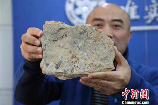 圖為“南京花”標本化石?！∧瞎潘?供圖 攝