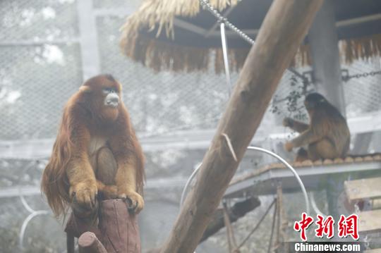圖為重慶動(dòng)物園的川金絲猴誠(chéng)誠(chéng)和玉玉?！№n璐 攝