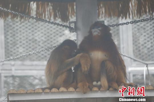 圖為玉玉正在給成成梳理毛發(fā)?！№n璐 攝