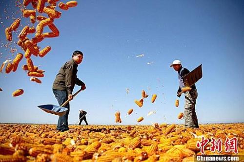 資料圖。農(nóng)民揮動鐵锨晾曬玉米，使得滿地盡帶“黃金甲”，成為一道靚麗的風(fēng)景線。趙琳 攝