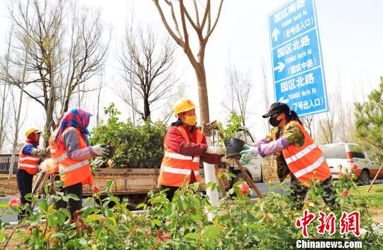 北京世園會(huì)將于4月底在延慶揭幕。圖為由延慶園藝產(chǎn)業(yè)園供應(yīng)的月季花苗被栽植到園區(qū)南路綠化帶兩側(cè)。延慶區(qū)供圖