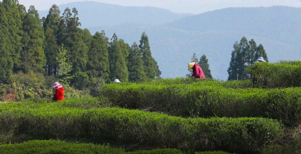 國號福鼎白茶產(chǎn)于海拔800米、無污染的森林之中。