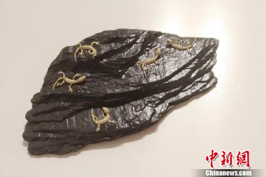 王文定編制的“最小”系列壁虎棕編作品?！堃?攝