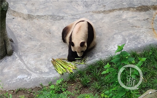 世界罕見！重慶動(dòng)物園兩只大熊貓同日生下雙胞胎