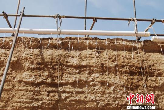 圖為嘉峪關長城布滿針管，“輸液”掛吊瓶。實施該保護方法是對土質(zhì)較為疏松墻體采用輸液形式，注入防風化材料，提高滲透深度，提升墻體密實度。(資料圖) 鐘欣 攝