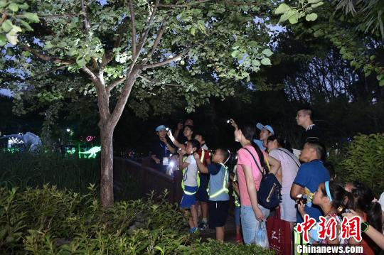 第二屆昆蟲藝術科普展增設夜間場，游客可觀察昆蟲夜間活動的行為。主辦方供圖