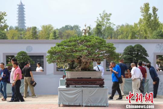 圖為2019年國際盆景賞石大會暨中國？遵義第四屆交旅投杯盆景展現(xiàn)場?！■暮陚?攝