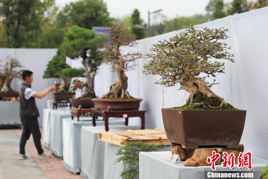 圖為2019年國際盆景賞石大會暨中國？遵義第四屆交旅投杯盆景展現(xiàn)場。　瞿宏倫 攝