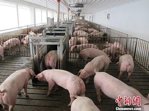 資料圖：活豬養(yǎng)殖場。 中新社記者 林浩 攝