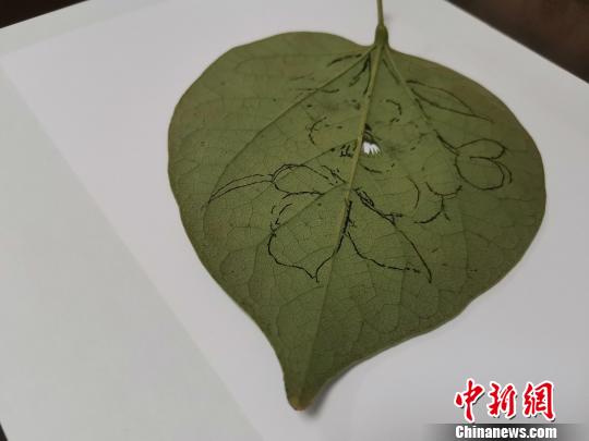 圖為都婉莉在樹葉上進行構圖?！O宏瑗 攝