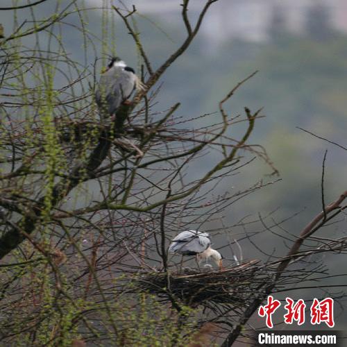 資料圖：貴陽(yáng)蒼鷺筑巢忙?！■暮陚?攝