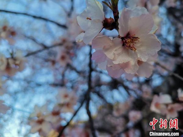 圖為林芝盛開的桃花，2019年3月29日，林芝第十七屆桃花旅游文化節(jié)在巴宜區(qū)開幕(資料圖)?！垈?攝