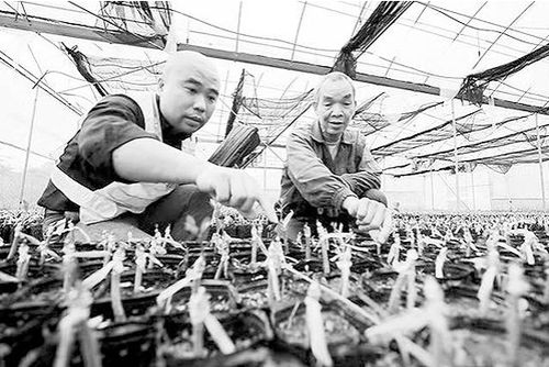 第一書記李翔（左）在為脫貧戶講解金橘苗木。