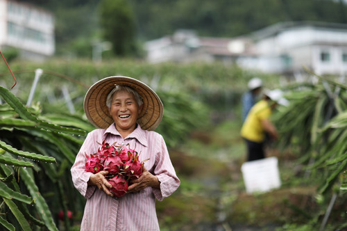 #（經濟）（3）貴州習水：特色種植助農增(468513)-20210802085452