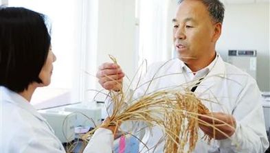 天津市政協(xié)委員于福安：讓“津”牌水稻香飄全國