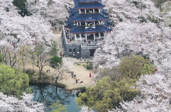 賞花踏春正當(dāng)時(shí)，“春日經(jīng)濟(jì)”別樣紅！