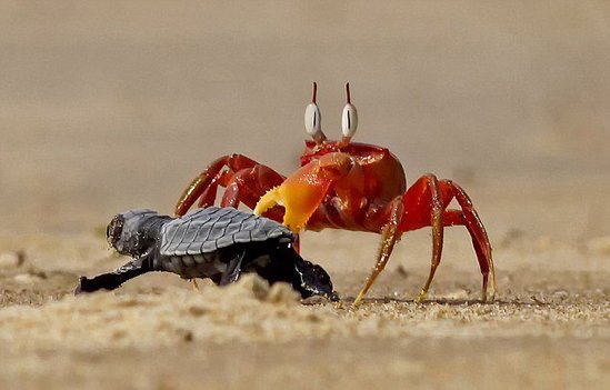 沙蟹欺負小海龜。